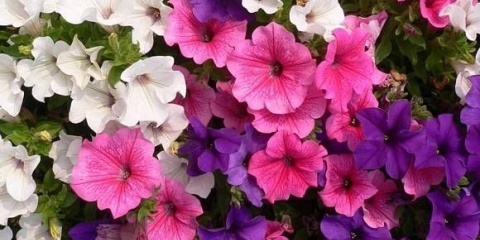 Sadnice petunije požute: šta učiniti